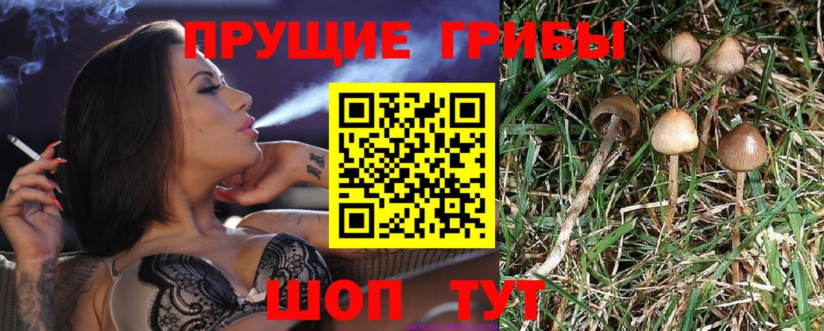 Владимир  Псилоцибиновые грибы мицелий  Вход с VPN 